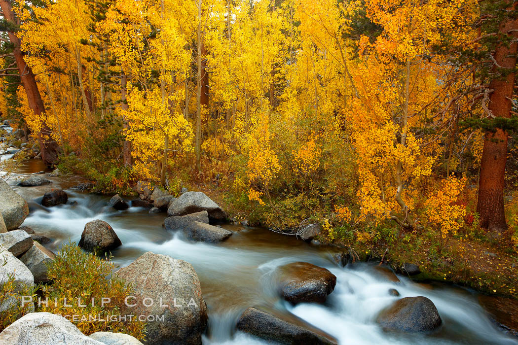 Aspens turn yellow in autumn, changing color alongside the south fork of Bishop Creek at sunset, Populus tremuloides, Bishop Creek Canyon, Sierra Nevada Mountains