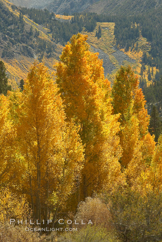 Aspen trees turning yellow in autumn, fall colors in the eastern sierra. Bishop Creek Canyon, Sierra Nevada Mountains, California, USA, Populus tremuloides, natural history stock photograph, photo id 23327