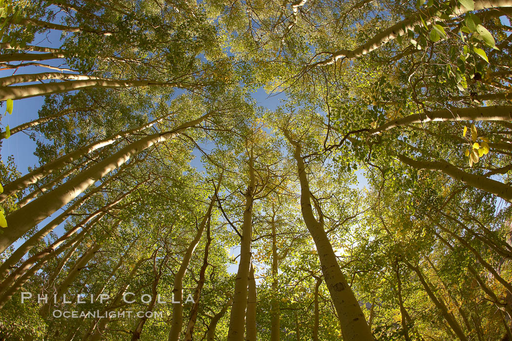 A grove of aspen trees, looking up to the sky along the towering white trunks to the yellow and green leaves, changing color in autumn. Bishop Creek Canyon, Sierra Nevada Mountains, California, USA, Populus tremuloides, natural history stock photograph, photo id 23343