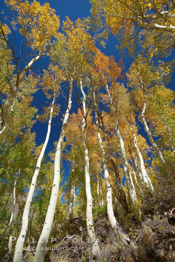 White trunks of aspen trees, viewed upward toward the yellow and orange leaves of autumn and the blue sky beyond. Bishop Creek Canyon, Sierra Nevada Mountains, California, USA, Populus tremuloides, natural history stock photograph, photo id 23337