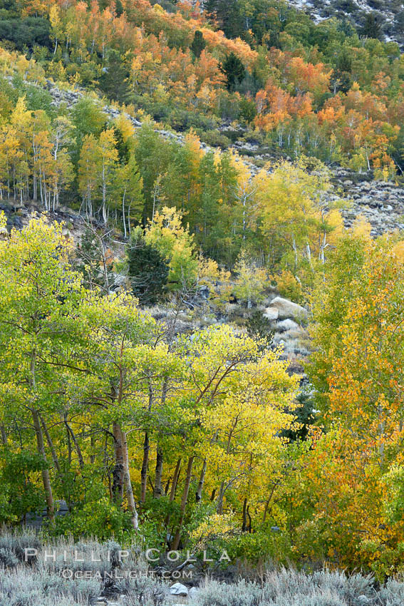 Aspen trees, create a collage of autumn colors on the sides of Rock Creek Canyon, fall colors of yellow, orange, green and red. Rock Creek Canyon, Sierra Nevada Mountains, California, USA, Populus tremuloides, natural history stock photograph, photo id 23370