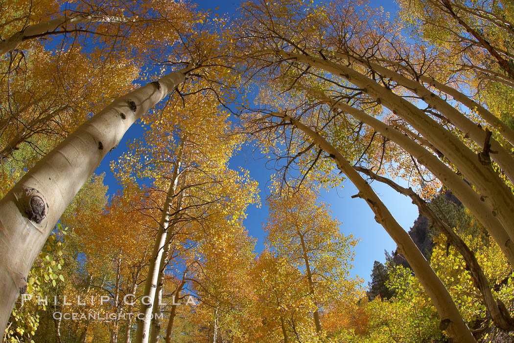 A grove of aspen trees, looking up to the sky along the towering white trunks to the yellow and green leaves, changing color in autumn. Bishop Creek Canyon, Sierra Nevada Mountains, California, USA, Populus tremuloides, natural history stock photograph, photo id 23374