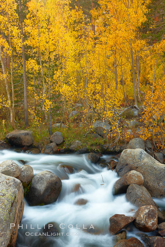 Aspens turn yellow in autumn, changing color alongside the south fork of Bishop Creek at sunset. Bishop Creek Canyon, Sierra Nevada Mountains, California, USA, Populus tremuloides, natural history stock photograph, photo id 23378