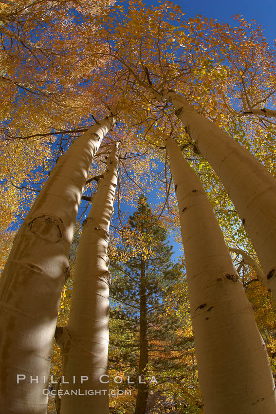 A grove of aspen trees, looking up to the sky along the towering white trunks to the yellow and green leaves, changing color in autumn. Bishop Creek Canyon, Sierra Nevada Mountains, California, USA, Populus tremuloides, natural history stock photograph, photo id 23375