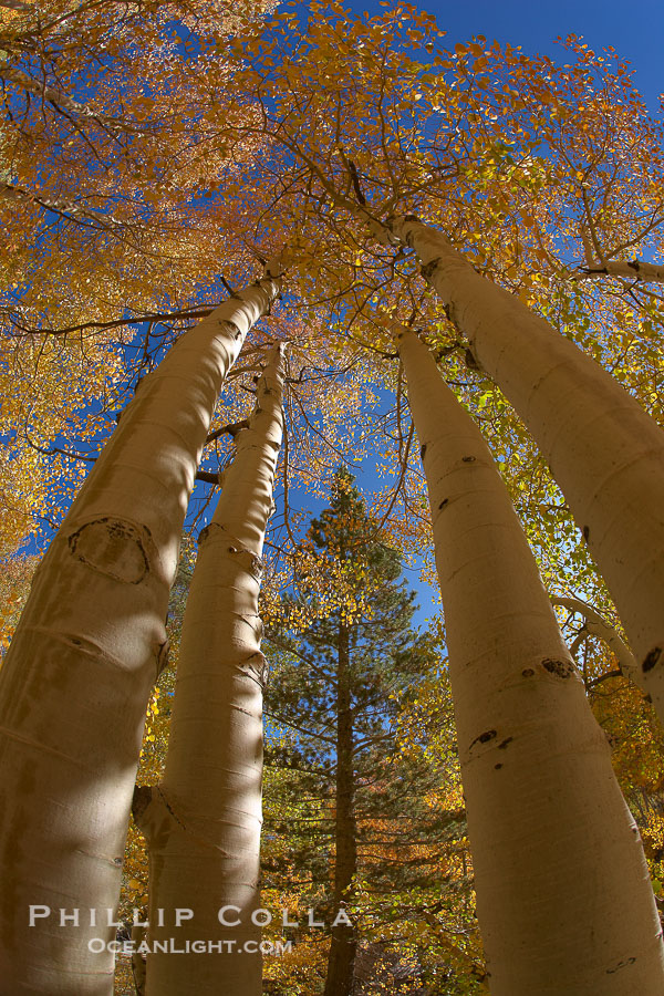A grove of aspen trees, looking up to the sky along the towering white trunks to the yellow and green leaves, changing color in autumn., Populus tremuloides, natural history stock photograph, photo id 23375