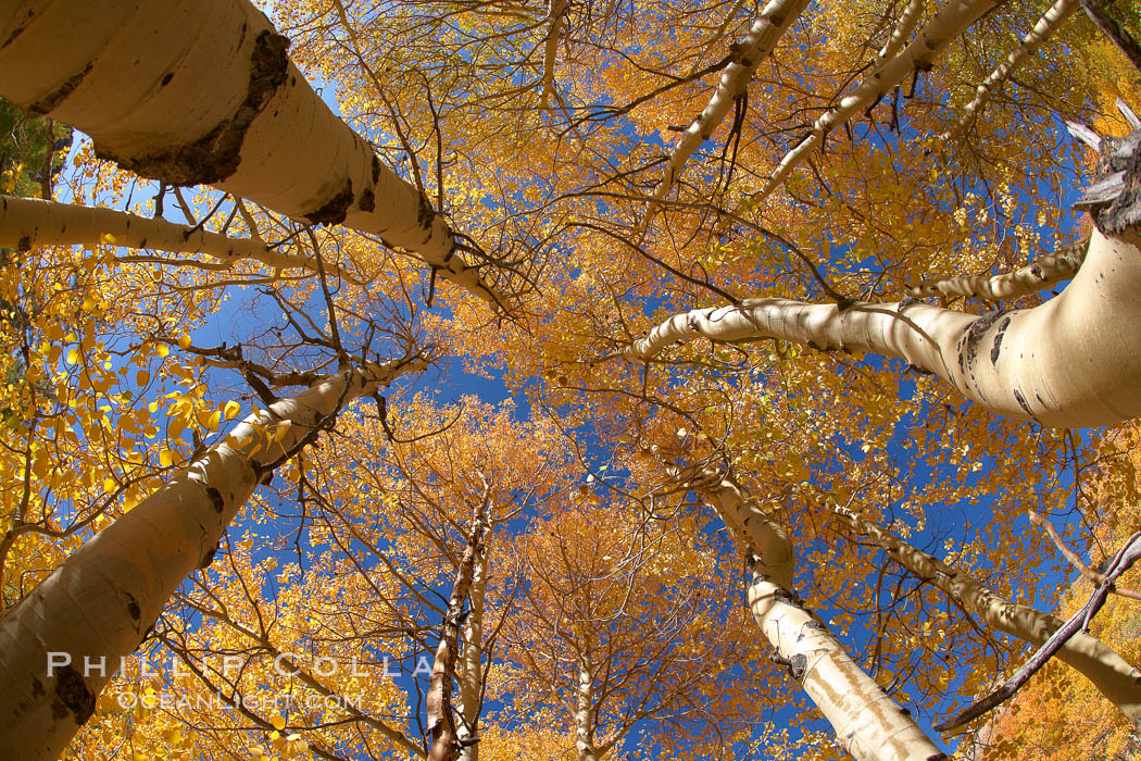 A grove of aspen trees, looking up to the sky along the towering white trunks to the yellow and green leaves, changing color in autumn. Bishop Creek Canyon, Sierra Nevada Mountains, California, USA, Populus tremuloides, natural history stock photograph, photo id 23383