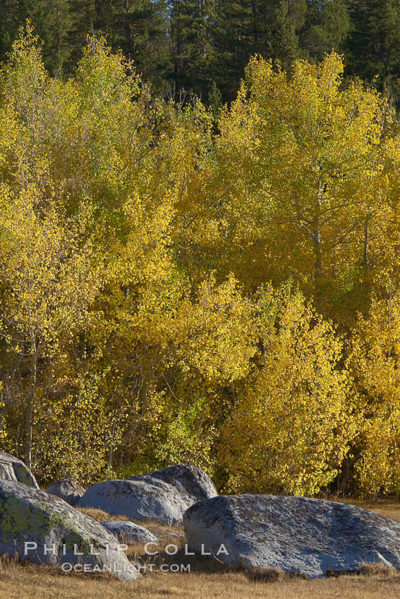 Aspen leaves turn yellow in fall in Rock Creek Canyon. Rock Creek Canyon, Sierra Nevada Mountains, California, USA, Populus tremuloides, natural history stock photograph, photo id 23369