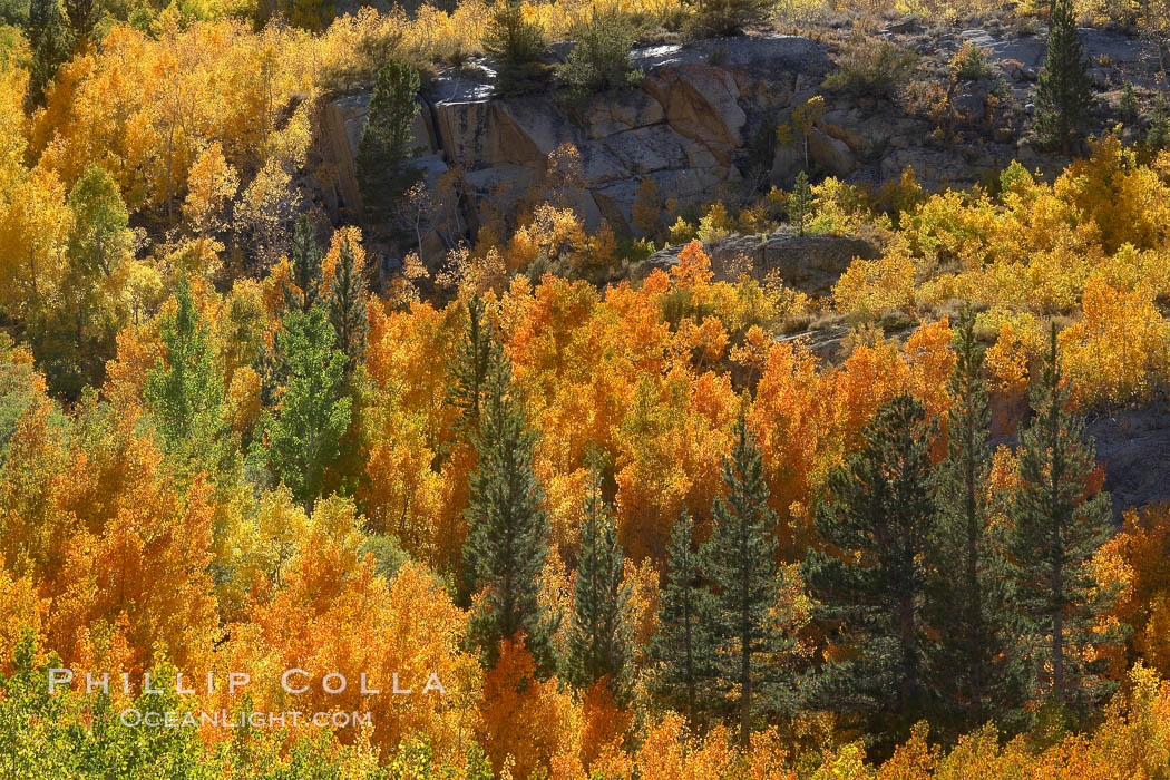 Yellow aspen trees in fall, line the sides of Bishop Creek Canyon, mixed with  green pine trees, eastern sierra fall colors. Bishop Creek Canyon, Sierra Nevada Mountains, California, USA, Populus tremuloides, natural history stock photograph, photo id 23389