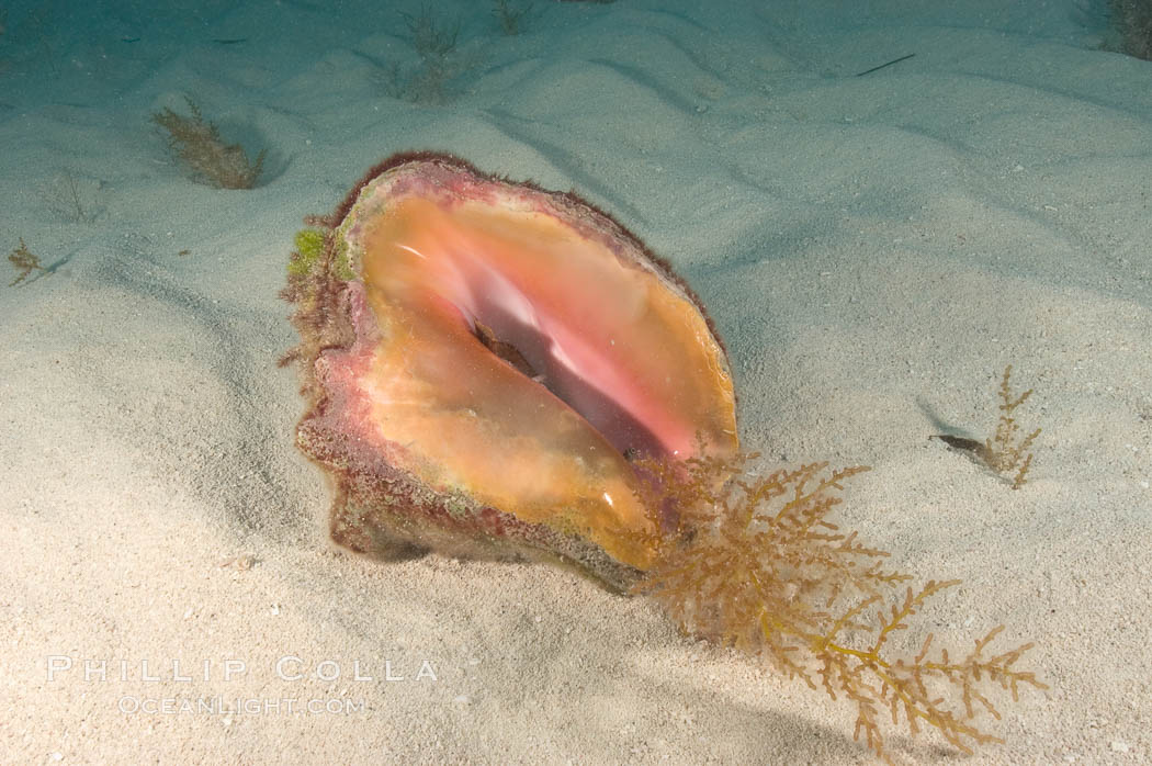 Queen conch, a large common univalve mollusk (snail), animal is retracted into shell. Bahamas, Strombus gigas, natural history stock photograph, photo id 10843