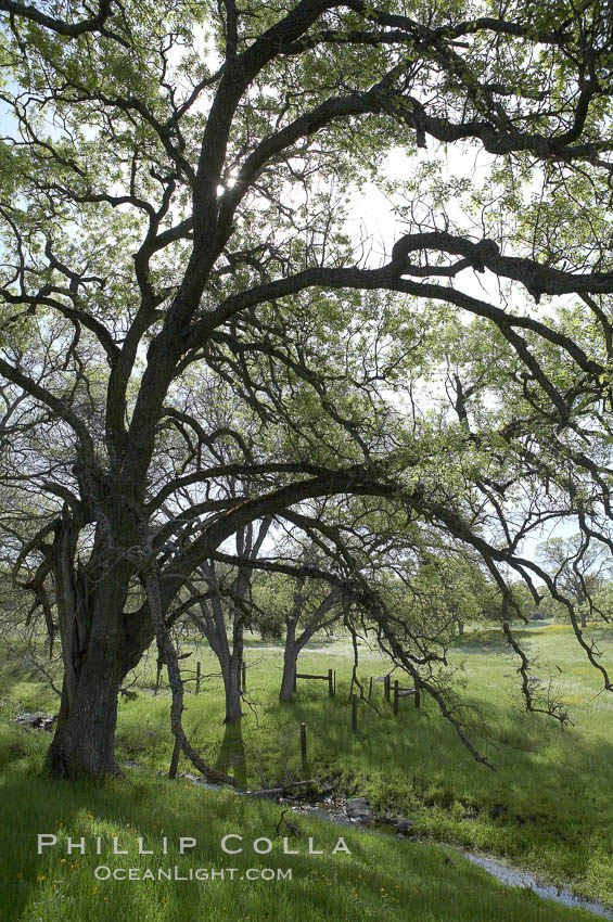 Oak trees and grass cover the countryside in green, spring, Sierra Nevada foothills. Mariposa, California, USA, Quercus, natural history stock photograph, photo id 16052