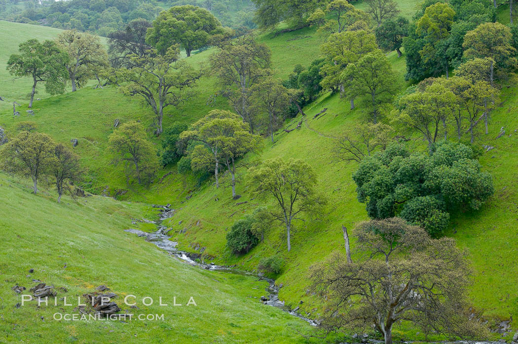 Oak trees and grass cover the countryside in green, spring, Sierra Nevada foothills. Mariposa, California, USA, Quercus, natural history stock photograph, photo id 16064