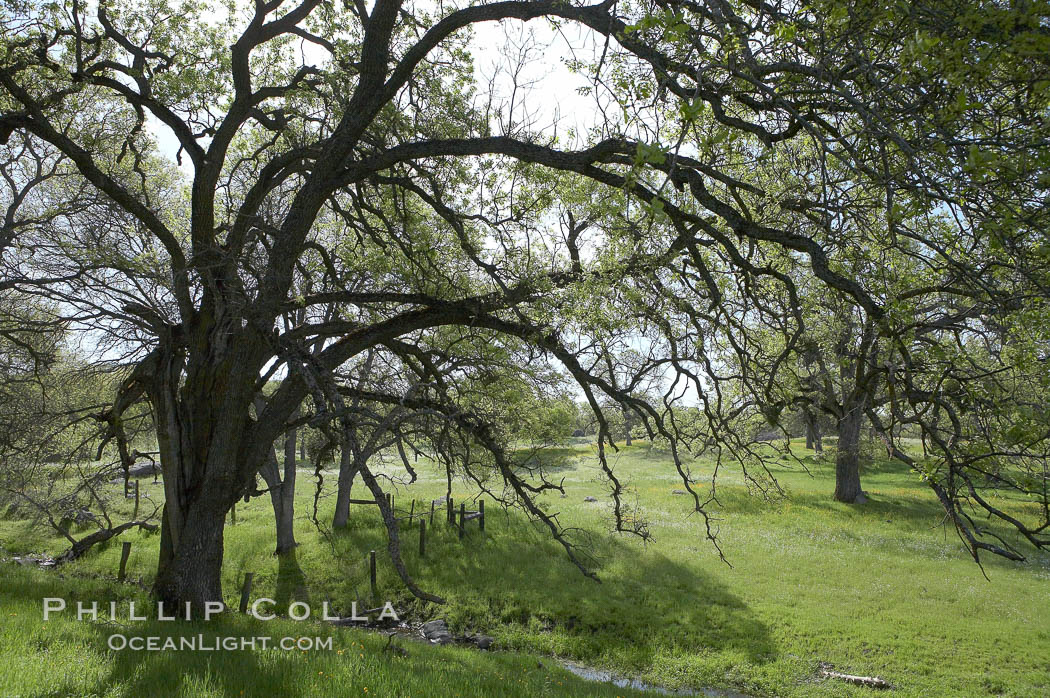 Oak trees and grass cover the countryside in green, spring, Sierra Nevada foothills. Mariposa, California, USA, Quercus, natural history stock photograph, photo id 16055