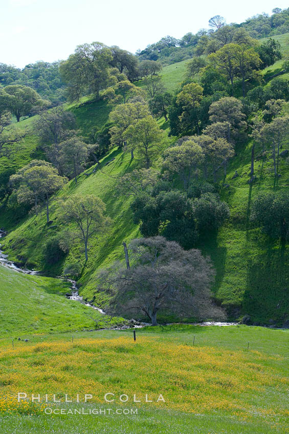 Oak trees and grass cover the countryside in green, spring, Sierra Nevada foothills. Mariposa, California, USA, Quercus, natural history stock photograph, photo id 16061