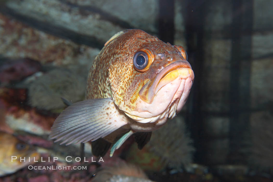 Quillback rockfish., Sebastes maliger, natural history stock photograph, photo id 19007