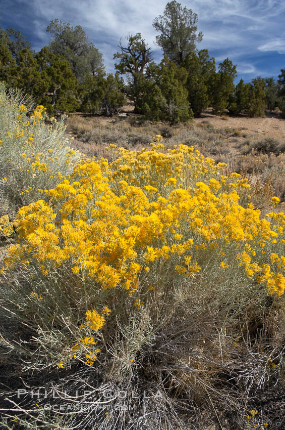 Rabbitbrush., Chrysothamnus, natural history stock photograph, photo id 17607