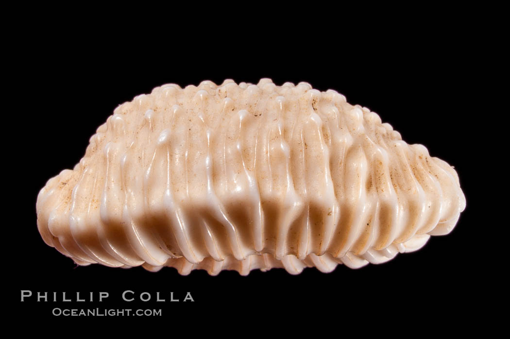 Radians trivia., Trivia radians, natural history stock photograph, photo id 08481