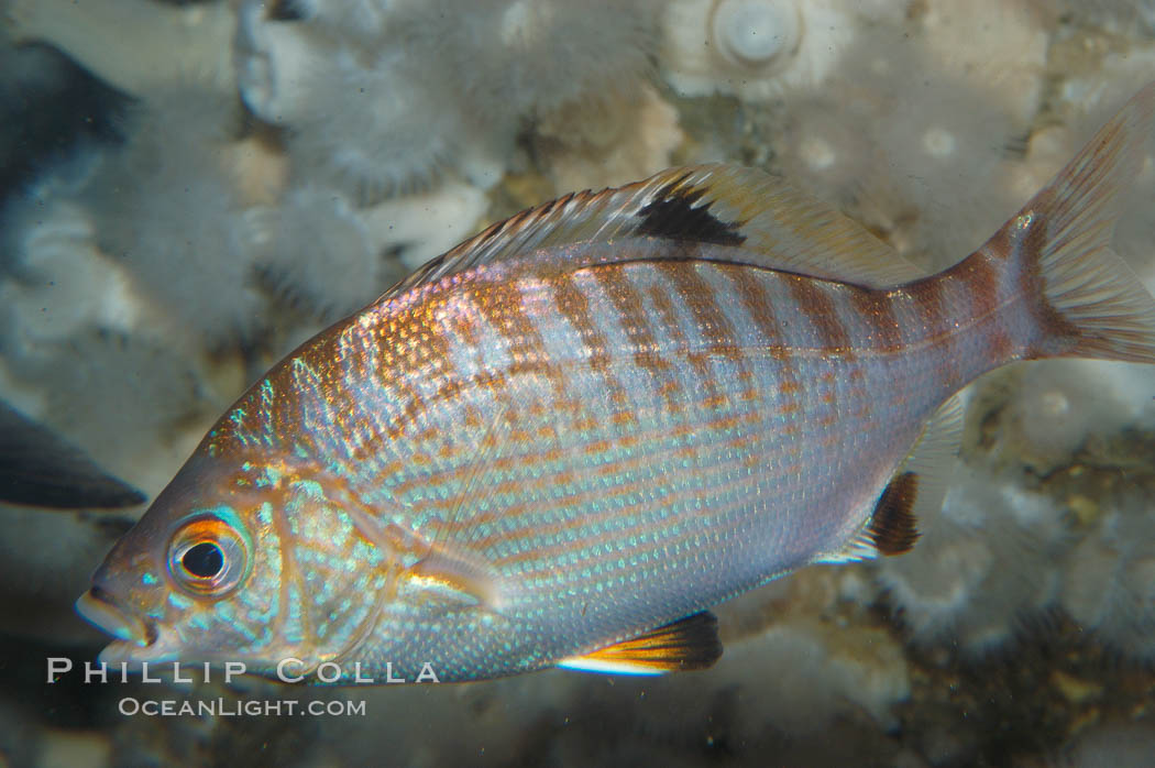 Rainbow surfperch., Hypsurus caryi, natural history stock photograph, photo id 09006