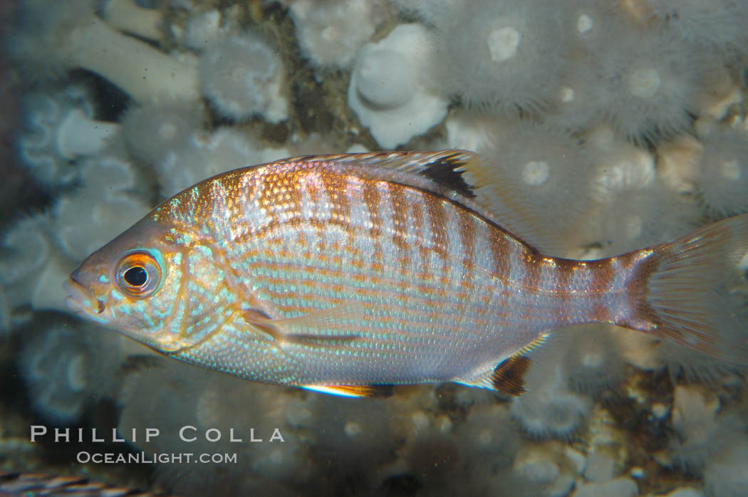 Rainbow surfperch., Hypsurus caryi, natural history stock photograph, photo id 09009