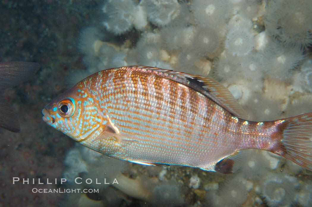 Rainbow surfperch., Hypsurus caryi, natural history stock photograph, photo id 09008