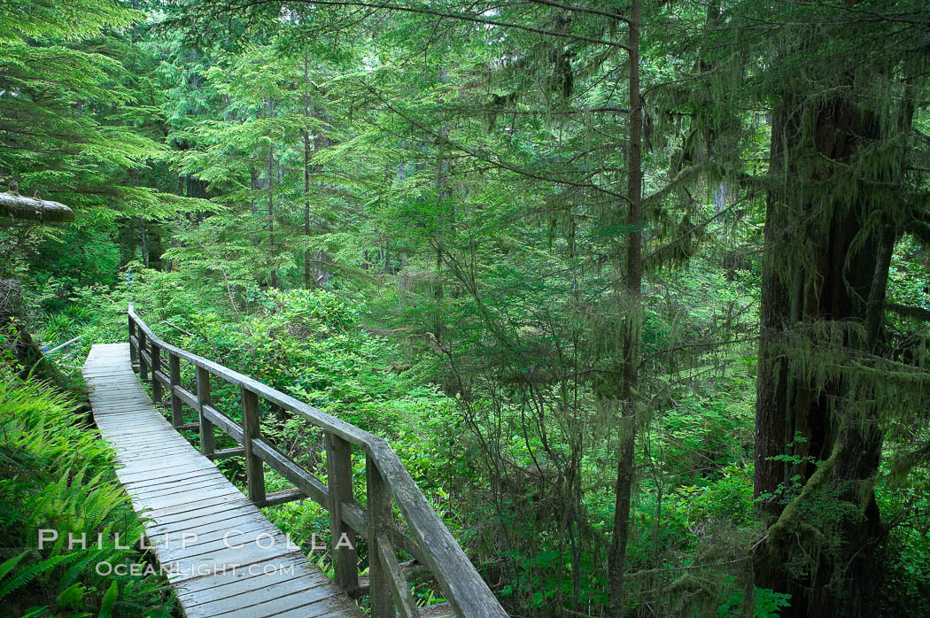Rainforest Trail in Pacific Rim NP, one of the best places along the Pacific Coast to experience an old-growth rain forest, complete with western hemlock, red cedar and amabilis fir trees. Moss gardens hang from tree crevices, forming a base for many ferns and conifer seedlings. Pacific Rim National Park, British Columbia, Canada, natural history stock photograph, photo id 21052