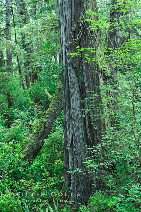 Rainforest Trail in Pacific Rim NP, one of the best places along the Pacific Coast to experience an old-growth rain forest, complete with western hemlock, red cedar and amabilis fir trees. Moss gardens hang from tree crevices, forming a base for many ferns and conifer seedlings. Pacific Rim National Park, British Columbia, Canada, natural history stock photograph, photo id 21060