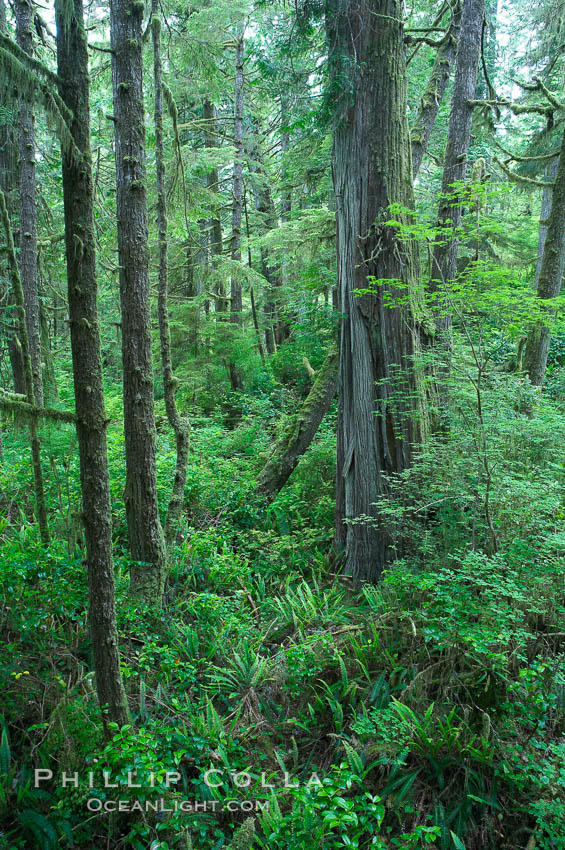 Rainforest Trail in Pacific Rim NP, one of the best places along the Pacific Coast to experience an old-growth rain forest, complete with western hemlock, red cedar and amabilis fir trees. Moss gardens hang from tree crevices, forming a base for many ferns and conifer seedlings. Pacific Rim National Park, British Columbia, Canada, natural history stock photograph, photo id 21059