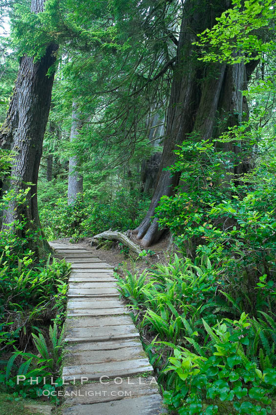 Rainforest Trail in Pacific Rim NP, one of the best places along the Pacific Coast to experience an old-growth rain forest, complete with western hemlock, red cedar and amabilis fir trees. Moss gardens hang from tree crevices, forming a base for many ferns and conifer seedlings. Pacific Rim National Park, British Columbia, Canada, natural history stock photograph, photo id 21057