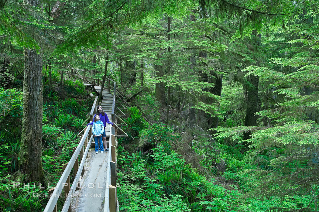 Hikers admire the temperate rainforest along the Rainforest Trail in Pacific Rim NP, one of the best places along the Pacific Coast to experience an old-growth rain forest, complete with western hemlock, red cedar and amabilis fir trees. Moss gardens hang from tree crevices, forming a base for many ferns and conifer seedlings, Pacific Rim National Park, British Columbia, Canada