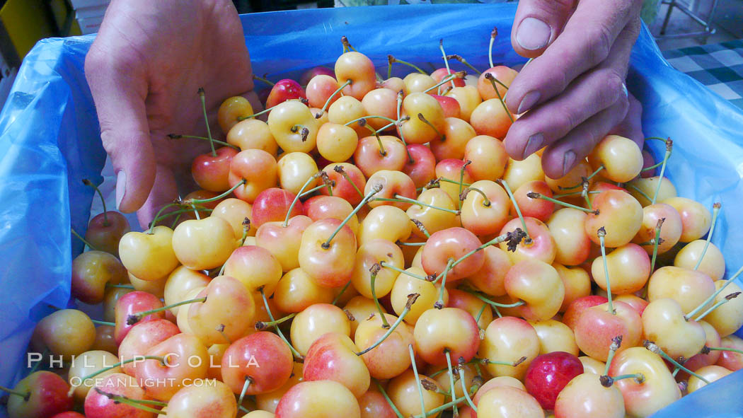 Rainier cherries at the Public Market, Granville Island, Vancouver. British Columbia, Canada, natural history stock photograph, photo id 21199