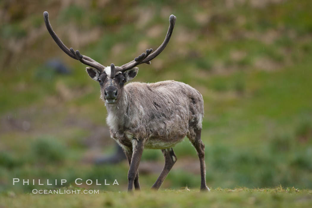 Reindeer on South Georgia Island.  Reindeer (known as caribou when wild) were introduced to South Georgia Island by Norway in the early 20th Century.  There are now two distinct herds which are permanently separated by glaciers. Fortuna Bay, Rangifer tarandus, natural history stock photograph, photo id 24679