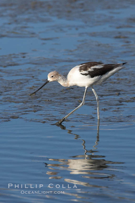 American avocet, forages on mud flats. Upper Newport Bay Ecological Reserve, Newport Beach, California, USA, Recurvirostra americana, natural history stock photograph, photo id 15680