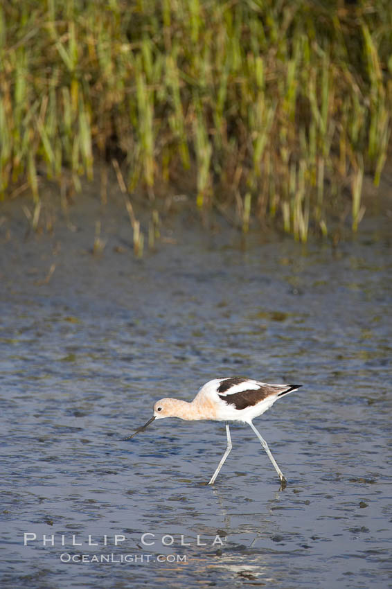 American avocet, forages on mud flats. Upper Newport Bay Ecological Reserve, Newport Beach, California, USA, Recurvirostra americana, natural history stock photograph, photo id 15683