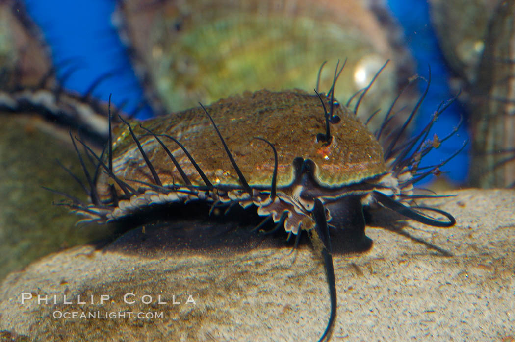 Juvenile red abalone., Haliotis rufescens, natural history stock photograph, photo id 08636