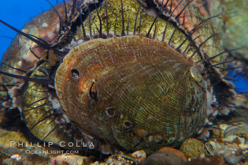 Juvenile red abalone., Haliotis rufescens, natural history stock photograph, photo id 08633