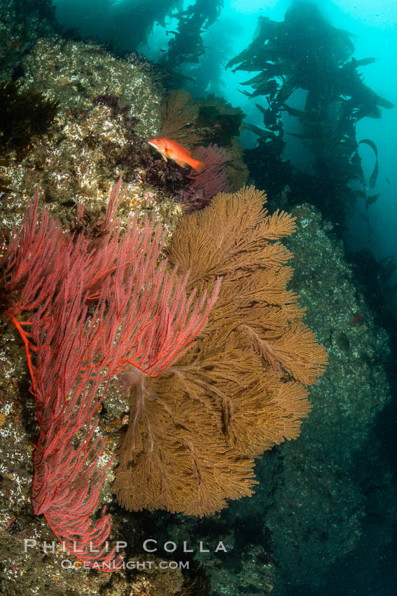 Red gorgonian and California golden gorgonian on underwater rocky reef below kelp forest, San Clemente Island. Gorgonians are filter-feeding temperate colonial species that lives on the rocky bottom at depths between 50 to 200 feet deep. Each individual polyp is a distinct animal, together they secrete calcium that forms the structure of the colony. Gorgonians are oriented at right angles to prevailing water currents to capture plankton drifting by, San Clemente Island. Gorgonians are oriented at right angles to prevailing water currents to capture plankton drifting by. USA, Leptogorgia chilensis, Lophogorgia chilensis, natural history stock photograph, photo id 37060
