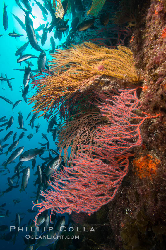 Red gorgonians and California golden gorgonians on rocky reef, below kelp forest, underwater. The red gorgonian is a filter-feeding temperate colonial species that lives on the rocky bottom at depths between 50 to 200 feet deep. Gorgonians are oriented at right angles to prevailing water currents to capture plankton drifting by. San Clemente Island, USA, Chromis punctipinnis, Leptogorgia chilensis, Lophogorgia chilensis, Muricea californica, natural history stock photograph, photo id 30914