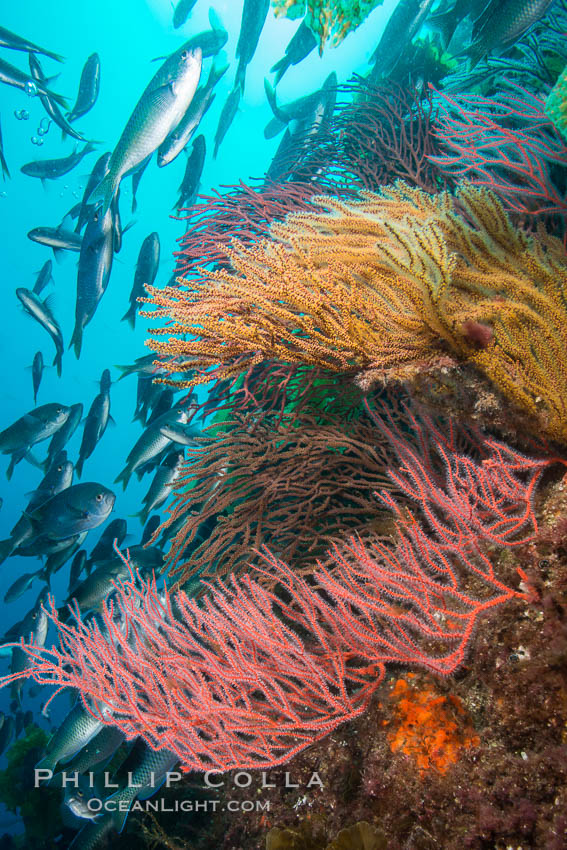 Red gorgonians and California golden gorgonians on rocky reef, below kelp forest, underwater. The red gorgonian is a filter-feeding temperate colonial species that lives on the rocky bottom at depths between 50 to 200 feet deep. Gorgonians are oriented at right angles to prevailing water currents to capture plankton drifting by. San Clemente Island, USA, Chromis punctipinnis, Leptogorgia chilensis, Lophogorgia chilensis, Muricea californica, natural history stock photograph, photo id 30912