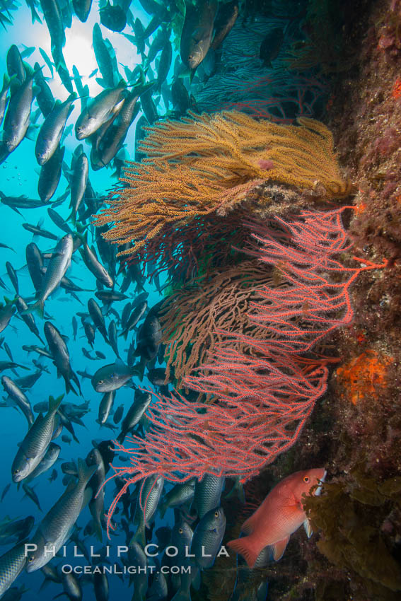 Red gorgonians and California golden gorgonians on rocky reef, below kelp forest, underwater. The red gorgonian is a filter-feeding temperate colonial species that lives on the rocky bottom at depths between 50 to 200 feet deep. Gorgonians are oriented at right angles to prevailing water currents to capture plankton drifting by. San Clemente Island, USA, Chromis punctipinnis, Leptogorgia chilensis, Lophogorgia chilensis, Muricea californica, natural history stock photograph, photo id 30913