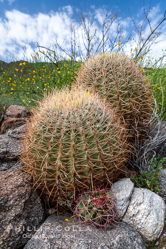 Barrel cactus, Glorietta Canyon. Heavy winter rains led to a historic springtime bloom in 2005, carpeting the entire desert in vegetation and color for months, Ferocactus cylindraceus, Anza-Borrego Desert State Park, Anza Borrego, California