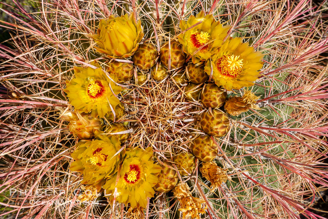 Barrel cactus bloom.  Heavy winter rains led to a historic springtime bloom in 2005, carpeting the entire desert in vegetation and color for months. Anza-Borrego Desert State Park, Borrego Springs, California, USA, Ferocactus cylindraceus, natural history stock photograph, photo id 10934