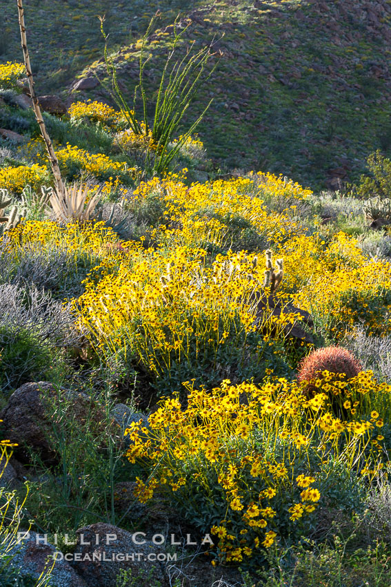 Barrel cactus, brittlebush and wildflowers color the sides of Glorietta Canyon.  Heavy winter rains led to a historic springtime bloom in 2005, carpeting the entire desert in vegetation and color for months. Anza-Borrego Desert State Park, Borrego Springs, California, USA, Encelia farinosa, Ferocactus cylindraceus, natural history stock photograph, photo id 10962