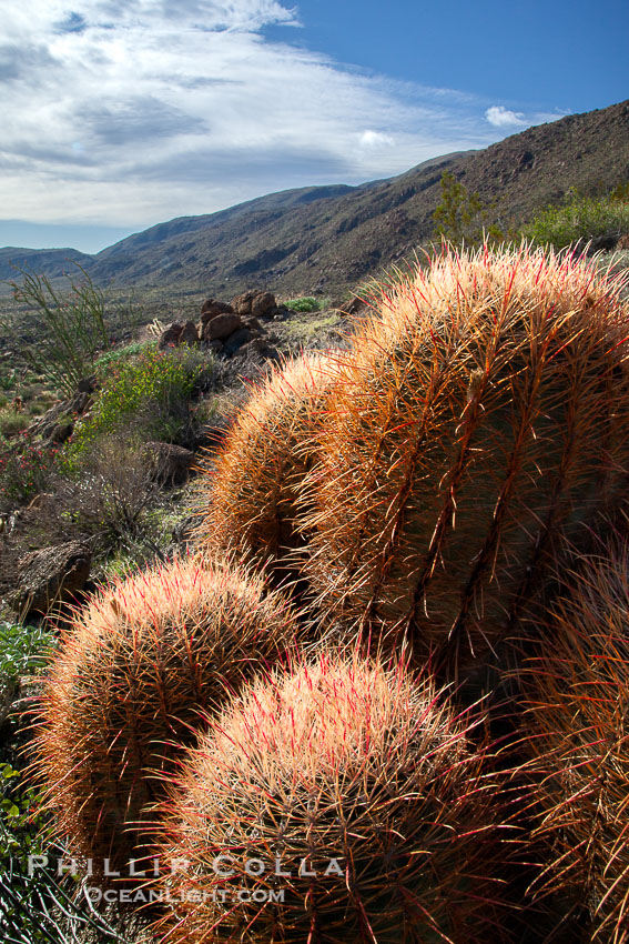 Red barrel cactus, Glorietta Canyon, Anza-Borrego Desert State Park, Ferocactus cylindraceus, Anza Borrego, California