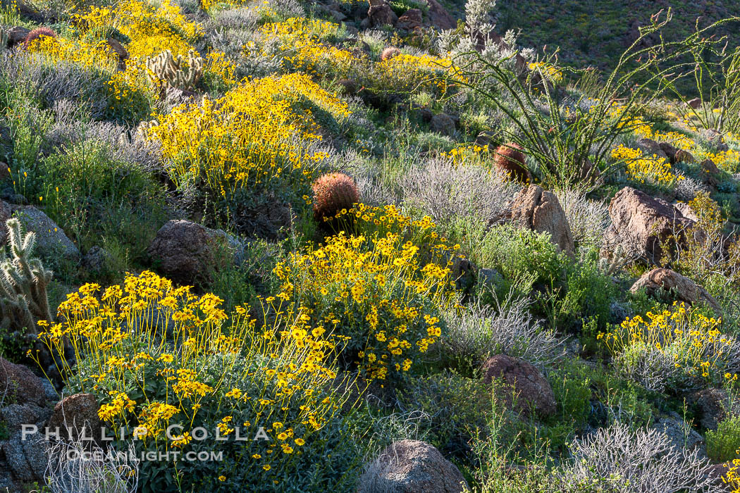 Barrel cactus, brittlebush and wildflowers color the sides of Glorietta Canyon.  Heavy winter rains led to a historic springtime bloom in 2005, carpeting the entire desert in vegetation and color for months. Anza-Borrego Desert State Park, Borrego Springs, California, USA, Encelia farinosa, Ferocactus cylindraceus, natural history stock photograph, photo id 10960