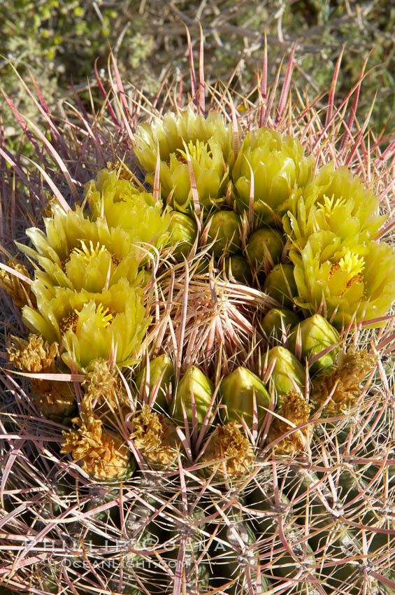Red barrel cactus blooms in spring. Anza-Borrego Desert State Park, Borrego Springs, California, USA, Ferocactus cylindraceus, natural history stock photograph, photo id 11588