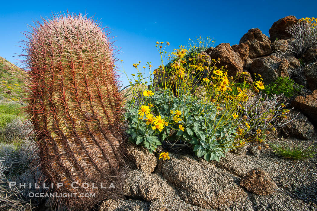 Barrel cactus, brittlebush and wildflowers color the sides of Glorietta Canyon. Heavy winter rains led to a historic springtime bloom in 2005, carpeting the entire desert in vegetation and color for months, Ferocactus cylindraceus, Encelia farinosa, Anza-Borrego Desert State Park, Anza Borrego, California