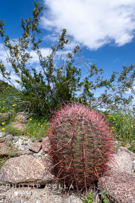 Barrel cactus, Glorietta Canyon. Heavy winter rains led to a historic springtime bloom in 2005, carpeting the entire desert in vegetation and color for months, Ferocactus cylindraceus, Anza-Borrego Desert State Park, Anza Borrego, California