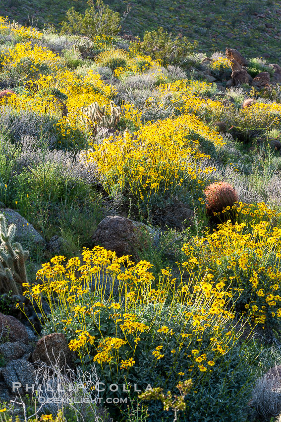 Barrel cactus, brittlebush and wildflowers color the sides of Glorietta Canyon.  Heavy winter rains led to a historic springtime bloom in 2005, carpeting the entire desert in vegetation and color for months. Anza-Borrego Desert State Park, Borrego Springs, California, USA, Encelia farinosa, Ferocactus cylindraceus, natural history stock photograph, photo id 10961