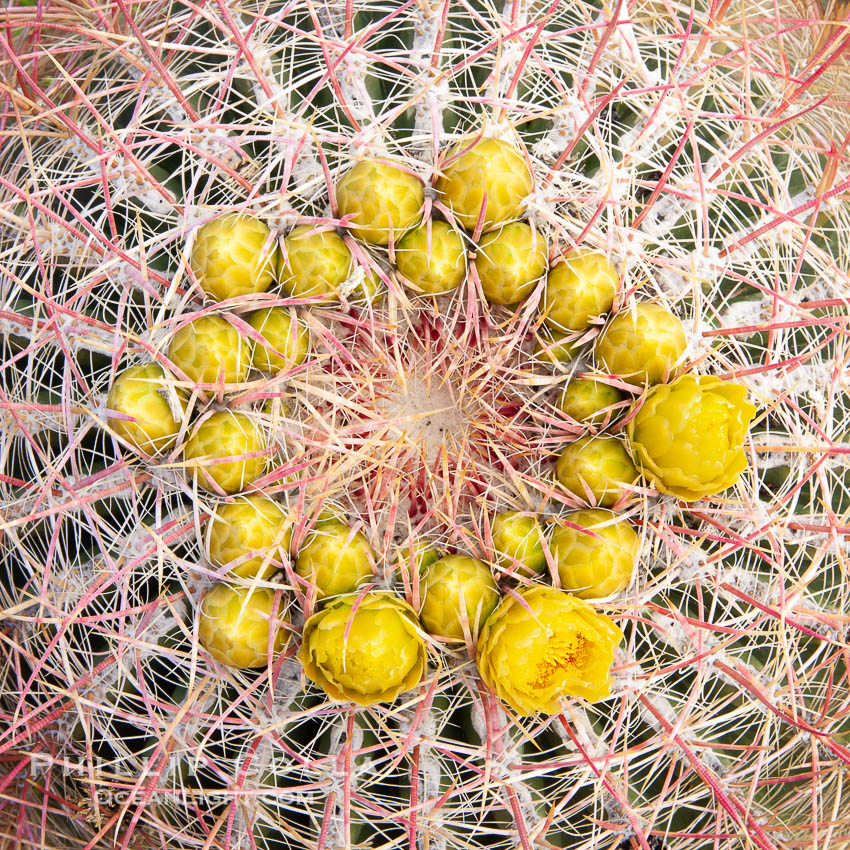 Red barrel flower bloom, cactus detail, spines and flower on top of the cactus, Glorietta Canyon, Anza-Borrego Desert State Park, Ferocactus cylindraceus, Anza Borrego, California