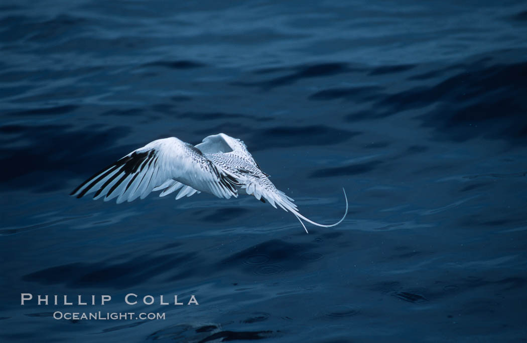 Red-billed tropic bird, taking flight over open ocean. San Diego, California, USA, Phaethon aethereus, natural history stock photograph, photo id 06299