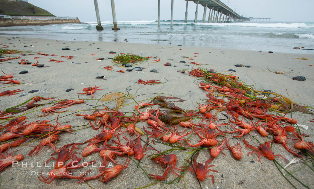 Pelagic red tuna crabs, washed ashore to form dense piles on the beach. Ocean Beach, California, USA, Pleuroncodes planipes, natural history stock photograph, photo id 30981